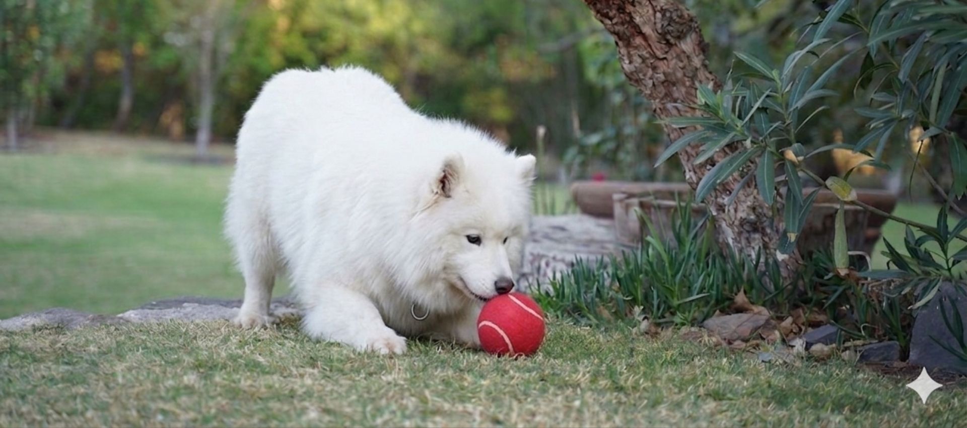 Momento de conexión y juego entre humana y perro al viajar juntos